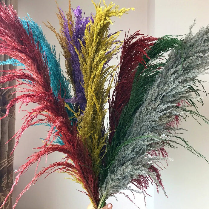 Featherfawn - pampas getrocknete blumen