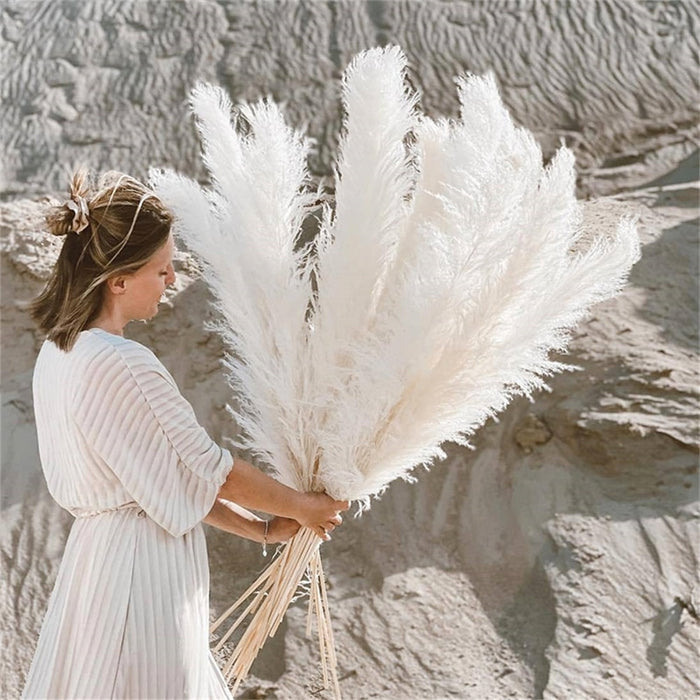 Featherfawn - pampas getrocknete blumen