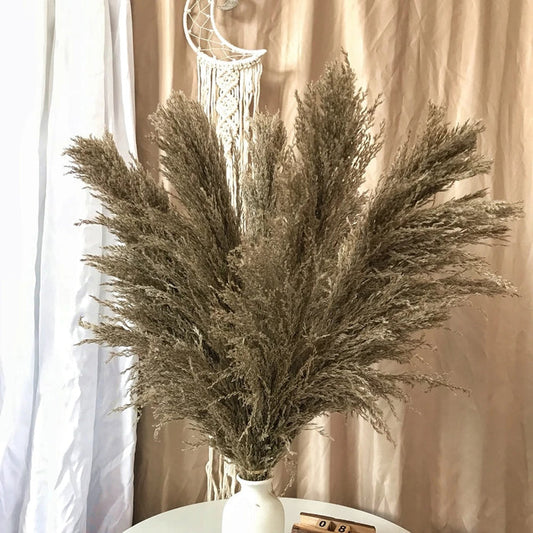 Featherfawn - pampas getrocknete blumen